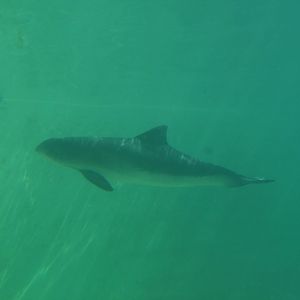 Porpoise underwaterview