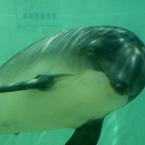 Porpoise underwaterview