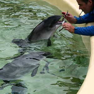 Porpoise training
