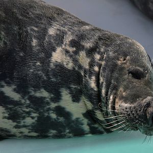 Grey seal