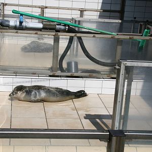 Rescued common seal pup