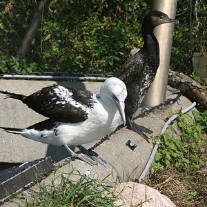 Gannet and Cormorant