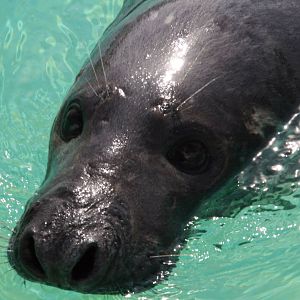 Grey seal