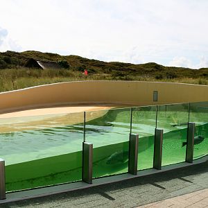 Common seal pool with underwaterviewing