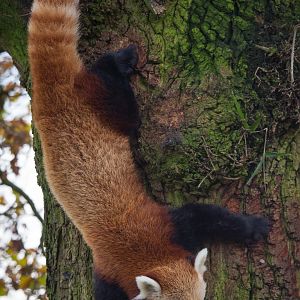Red panda : Whipsnade : 30 Nov 2014
