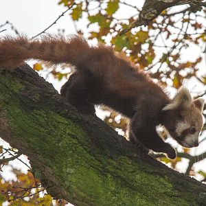 Red panda : Whipsnade : 30 Nov 2014