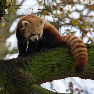 Red panda : Whipsnade : 30 Nov 2014