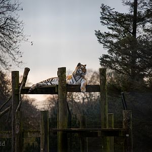 Amur tiger : Whipsnade : 30 Nov 2014