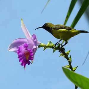 Olive-backed Sunbird at Gardens by the Bay