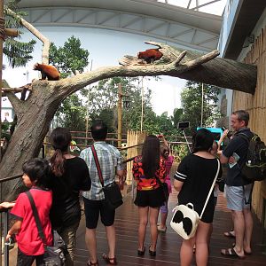 Red panda bridge at the River Safari