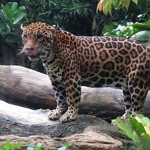 Jaguar at the River Safari