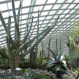 Flower Dome at GArdens by the Bay