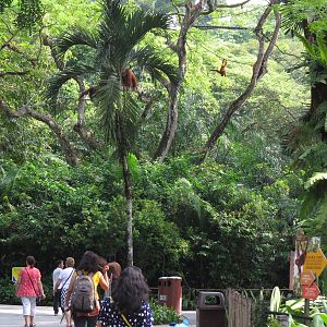 Free-range orang-utan exhibit
