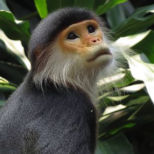 Douc langur