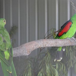 Crimson Winged Parrot pair