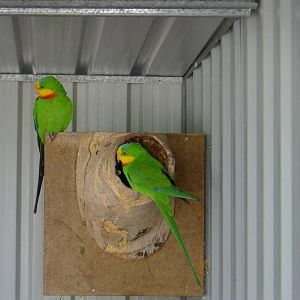 Supurb Parrots, males
