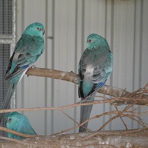 Red rumped parrots, blue mutation