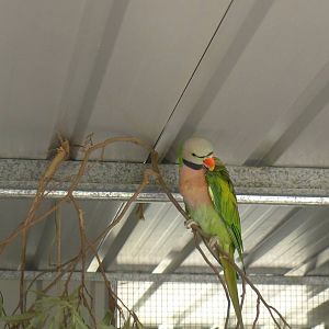 Moustached Parrot