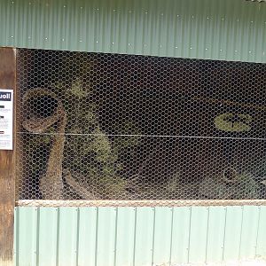 Quoll enclosure