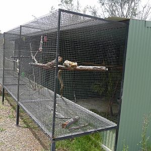 Avairies for Alexandrine parrots