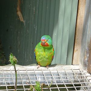 Swift Parrot