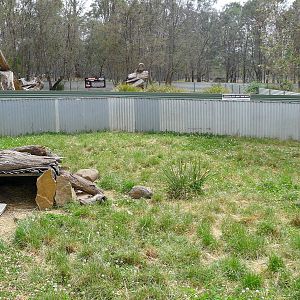 Tassie Devil enclosure