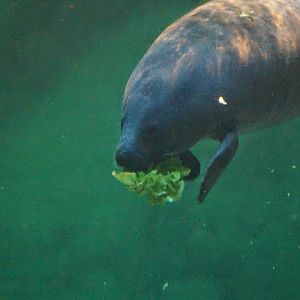 Trichechus manatus ssp. manatus  (Antillean Manatee )