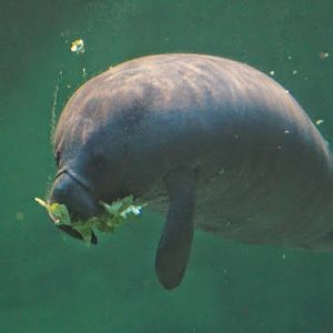 Trichechus manatus ssp. manatus  (Antillean Manatee )