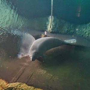 Trichechus manatus ssp. manatus  (Antillean Manatee )