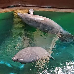 Trichechus manatus ssp. manatus  (Antillean Manatee )