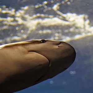 Carcharhinus limbatus