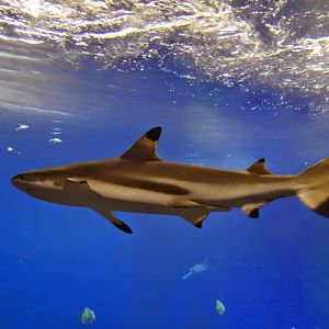 Carcharhinus limbatus