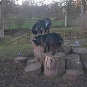 Ryal and Angel on Goat Mountain, 4th January 2015