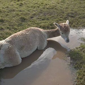 Alpaca bath time, 16th October 2014
