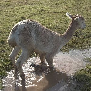 Alpaca bath time, 16th October 2014