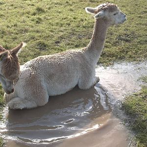 Alpaca bath time, 16th October 2014