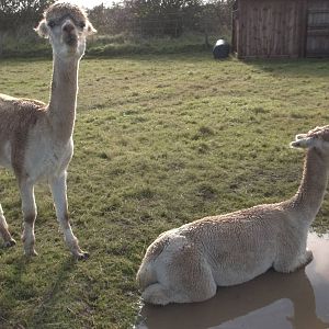 Alpaca bath time, 16th October 2014