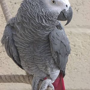 Charlie, 16th October 2014