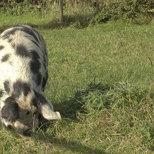 Scaling Pig Mountain, 16th October 2014
