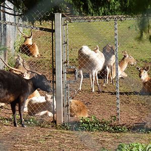 Lowland Anoa and Kafue Flats Lechwe, December 2014