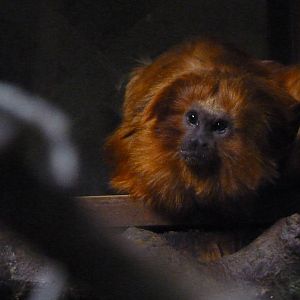 Golden Lion Tamarin, December 2014