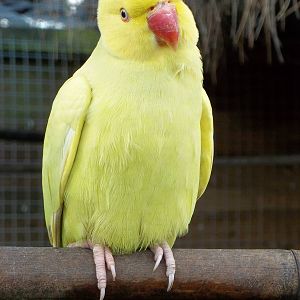 Indian Ring-necked Parakeet, 16th October 2014