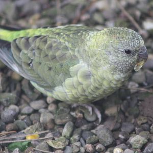 Miniature Kakapo once more, 23rd October 2014