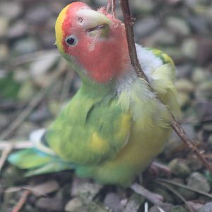 Even more willow enjoyment, 23rd October 2014