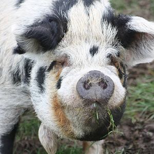 Kune Kune Pig, 23rd October 2014