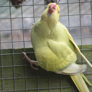 Indian Ring-necked Parakeet, 23rd October 2014