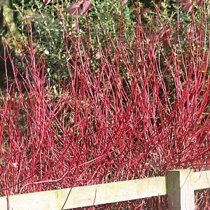 A lovely red, 23rd October 2014