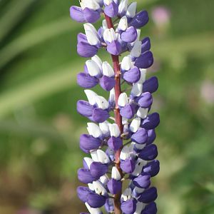 Another example of my lack of horticultural knowledge, 23rd October 2014