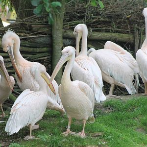 White pelicans