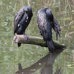 Great cormorants